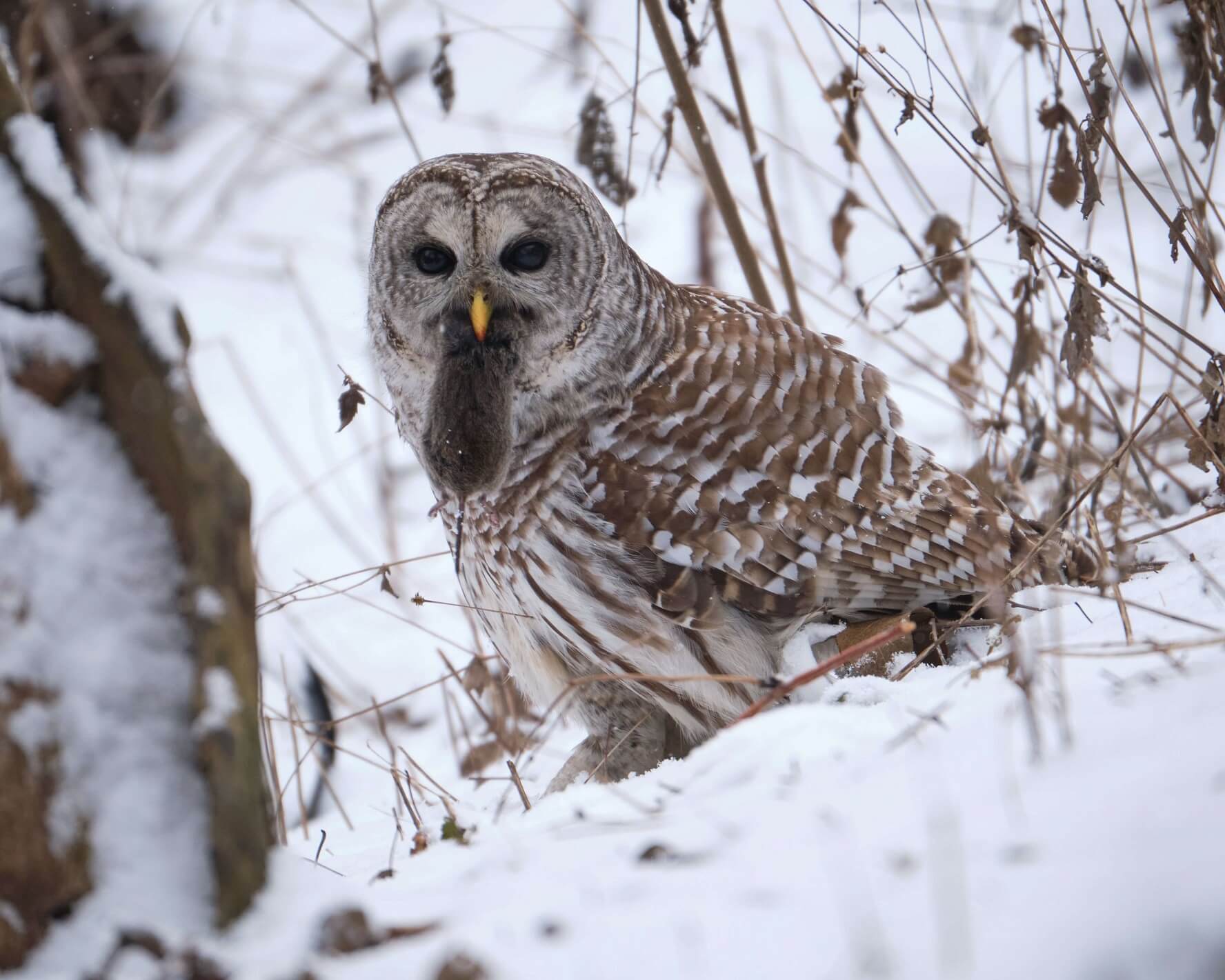 Barred_Owl_Compressed